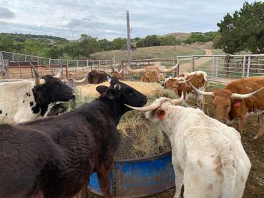 HERD OF LONGHORN CATTLE -- MOUNTAIN HOUSE RANCH
