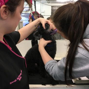 hands on grooming for all learners