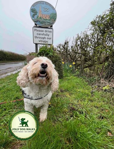 happy-dog-hamstall-ridware-dog-walker.jpg