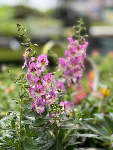 Angelonia, pink open faced annual flowers for zone 6a or 6b. Great thriller for mixed window boxes.