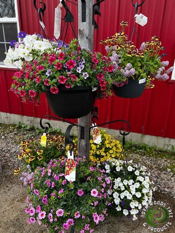 Hanging baskets. Annual mixed containers. 