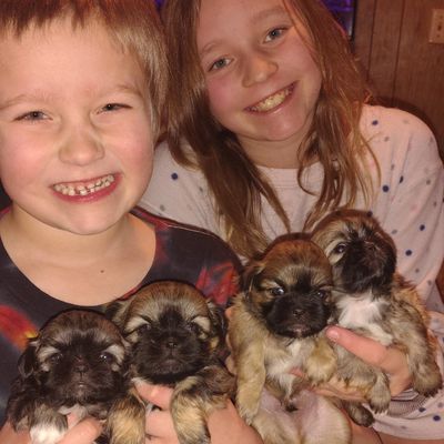 Two kids happily holding four small puppies indoors.