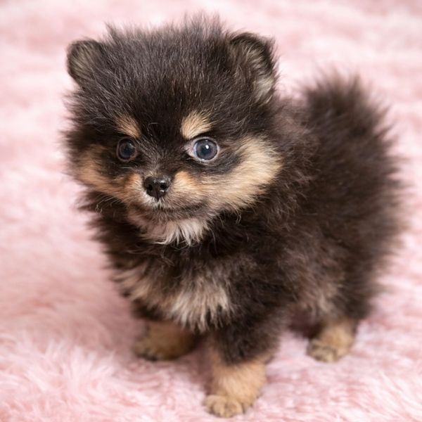 Fluffy black and tan Pomeranian puppy on a pink fuzzy blanket.