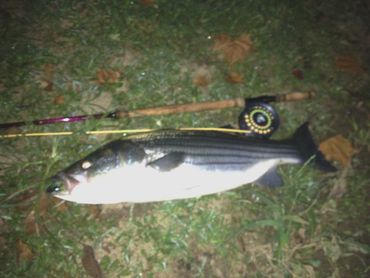 Night stalker on spey rod