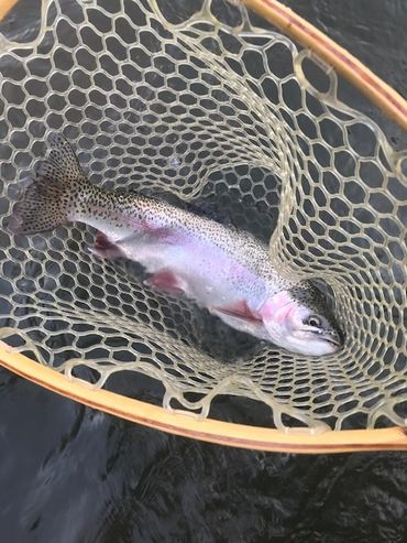 April 21, 2020 Saluda River 20" rainbow on sz 8 rainbow rubberleg euro nymph