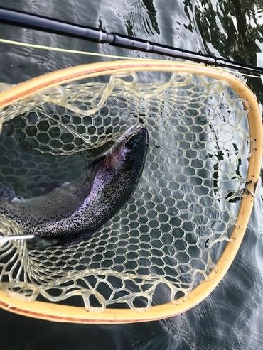 21 in Saluda River Rainbow on sz 18 Higa's  SOS  Look above the eye & see the fly  that didn't work