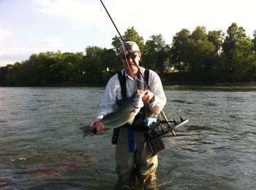 Striper at Gervais on TFO spey rod