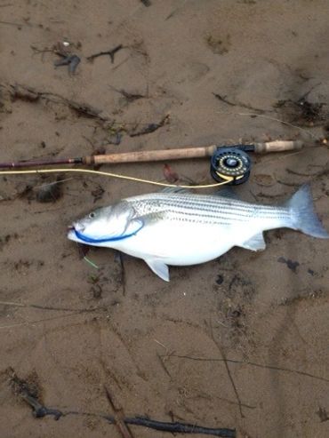 Fat early season striper on Congaree on TFO spey rod and supersized fly