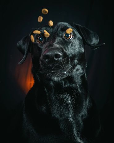 Dogs Catching Treats, Winnipeg, Pet Photography Winnipeg www.photographywinnipeg.ca