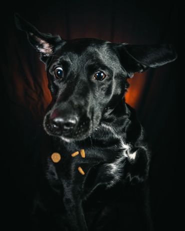 Dogs Catching Treats, Winnipeg, Pet Photography Winnipeg www.photographywinnipeg.ca
