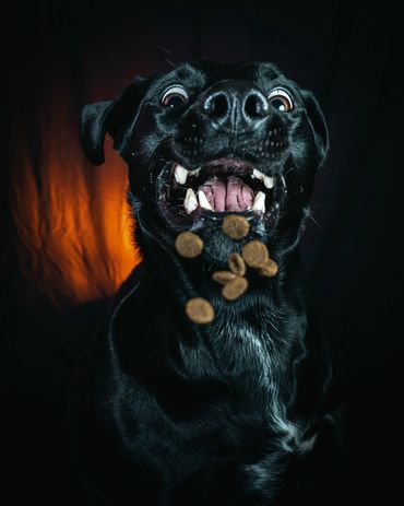 Dogs Catching Treats, Winnipeg, Pet Photography Winnipeg www.photographywinnipeg.ca