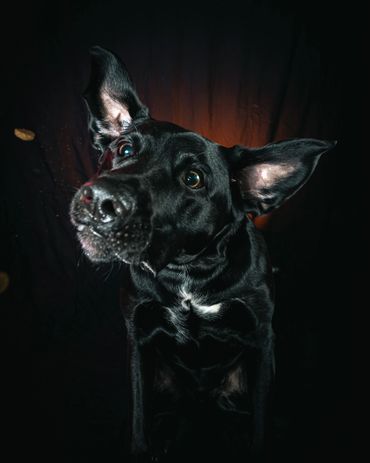 Dogs Catching Treats, Winnipeg, Pet Photography Winnipeg www.photographywinnipeg.ca