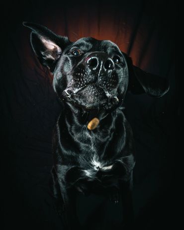 Dogs Catching Treats, Winnipeg, Pet Photography Winnipeg www.photographywinnipeg.ca