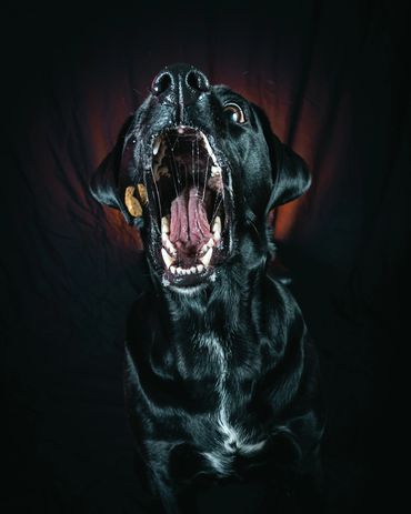 Dogs Catching Treats, Winnipeg, Pet Photography Winnipeg www.photographywinnipeg.ca