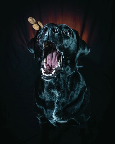 Dogs Catching Treats, Winnipeg, Pet Photography Winnipeg www.photographywinnipeg.ca