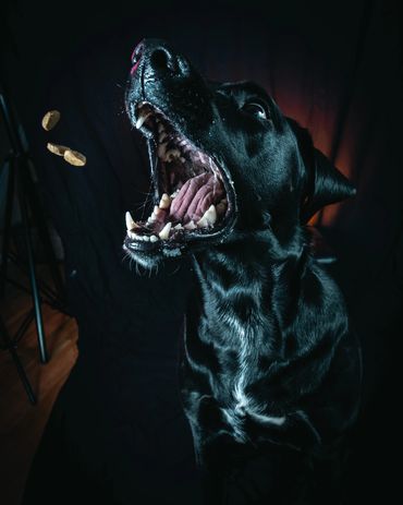 Dogs Catching Treats, Winnipeg, Pet Photography Winnipeg www.photographywinnipeg.ca