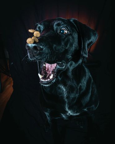 Dogs Catching Treats, Winnipeg, Pet Photography Winnipeg www.photographywinnipeg.ca