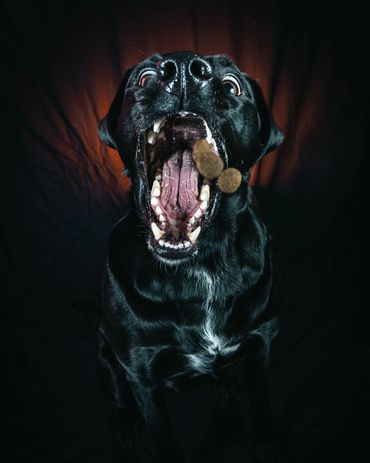 Dogs Catching Treats, Winnipeg, Pet Photography Winnipeg www.photographywinnipeg.ca
