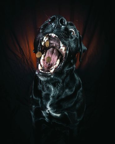 Dogs Catching Treats, Winnipeg, Pet Photography Winnipeg www.photographywinnipeg.ca