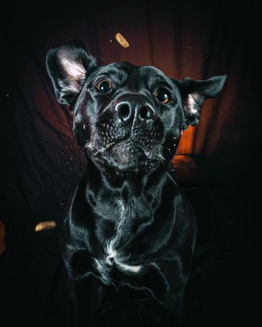 Dogs Catching Treats, Winnipeg, Pet Photography Winnipeg www.photographywinnipeg.ca