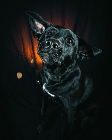 Dogs Catching Treats, Winnipeg, Pet Photography Winnipeg www.photographywinnipeg.ca