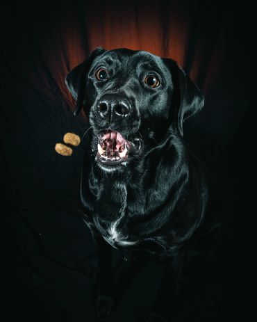Dogs Catching Treats, Winnipeg, Pet Photography Winnipeg www.photographywinnipeg.ca