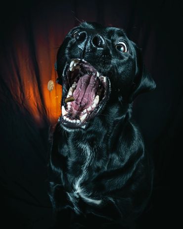 Dogs Catching Treats, Winnipeg, Pet Photography Winnipeg www.photographywinnipeg.ca