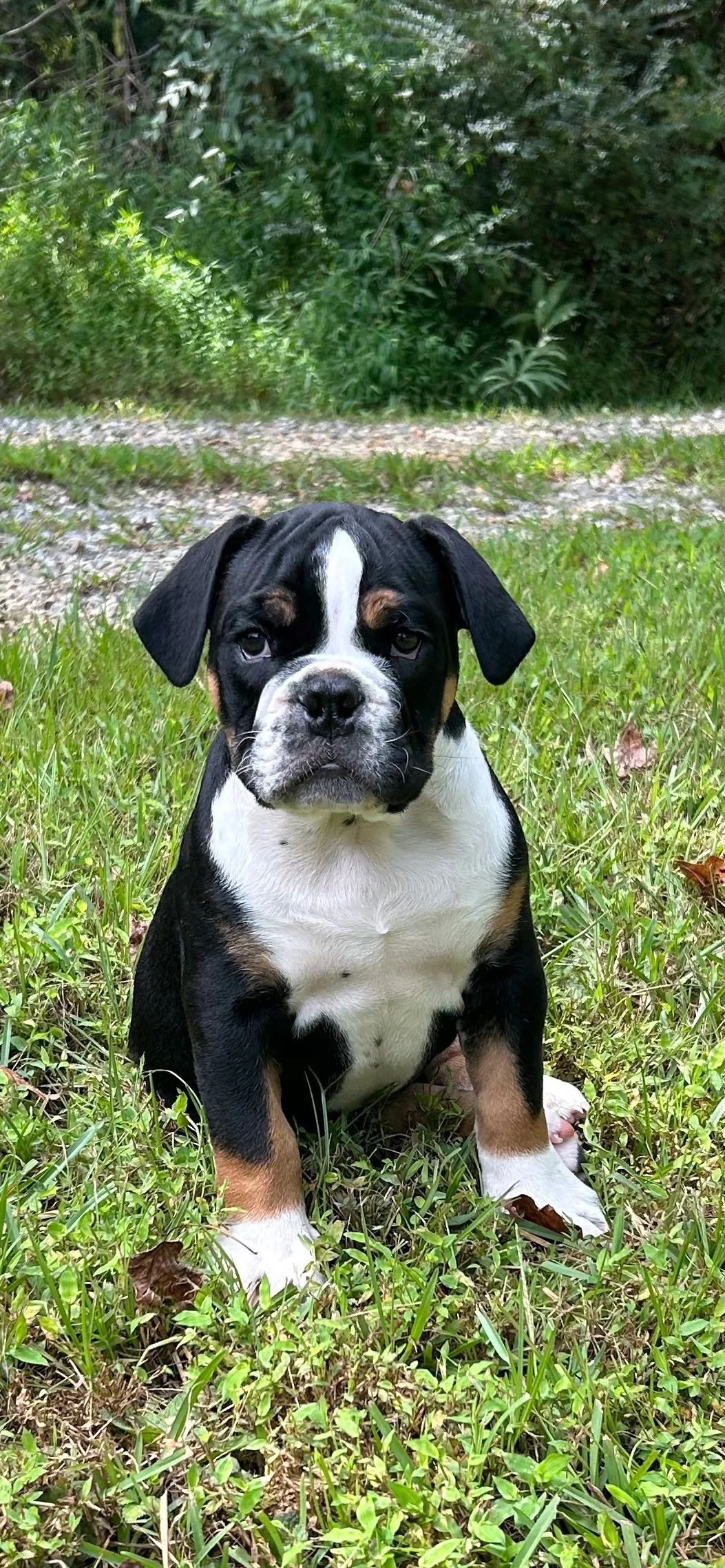A black, white, and tan puppy sitting on green grass outdoors.