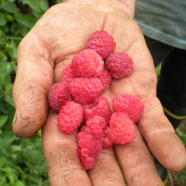 Raspberries
