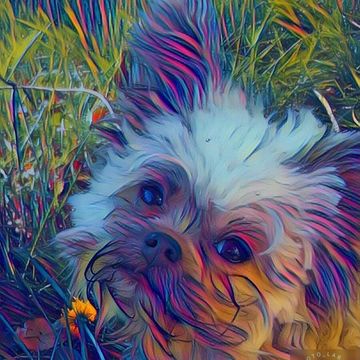 Colorful artistic portrait of a small dog in grass.