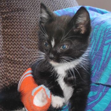 Black and white kitten playing with a small orange toy.