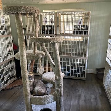 Cat resting on a multi-level cat tree in a cozy room with cages.