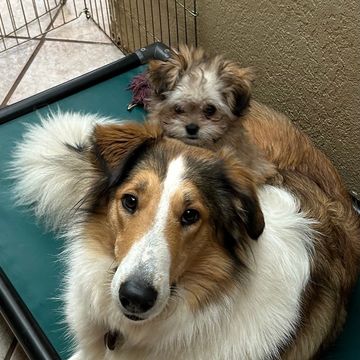 Two dogs, one large and one small, cuddling on a green elevated dog bed.
