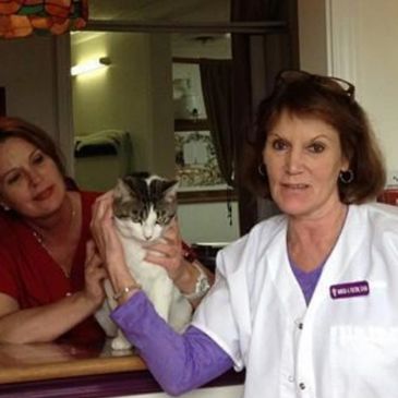 Two women holding a cat in a veterinary clinic setting.