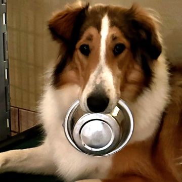 Collie dog holding a metal bowl in its mouth, looking expectantly.