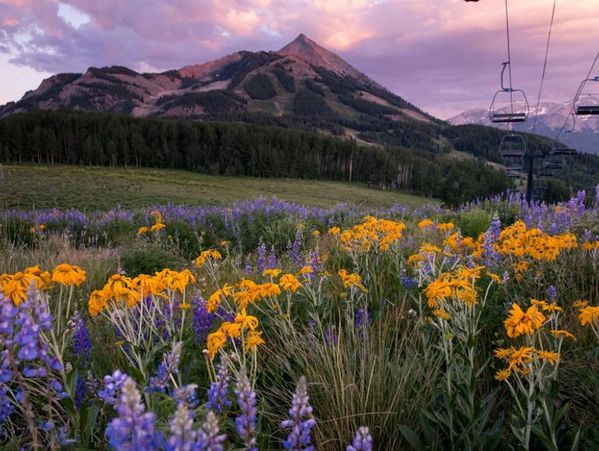Wildflowers bloom in a mountain meadow at sunset.