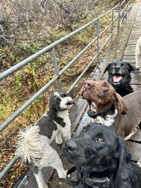 Elite Pup Training image