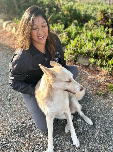 Elite Pup Training image of dog