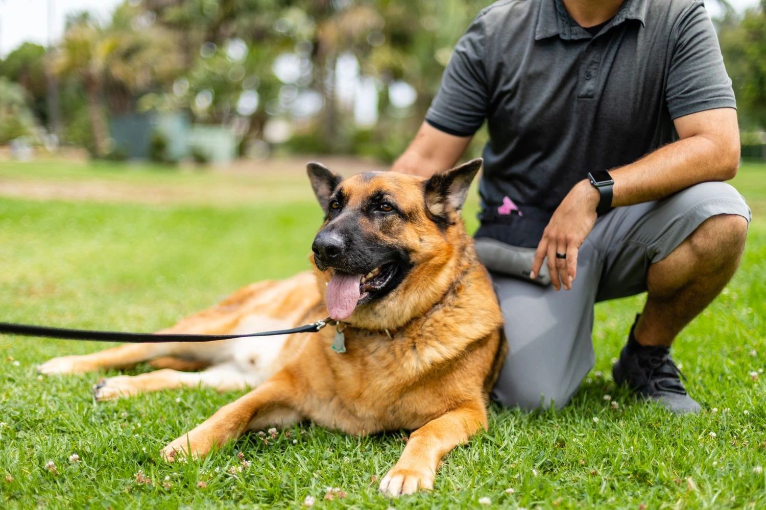 A panting dog next to a man