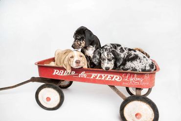 Lifelong Photography. Studio photo of three adorable puppies in red wagon. Snohomish, WA