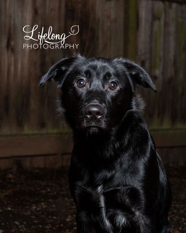 Black dog professional portrait image in Monroe WA outside photography
