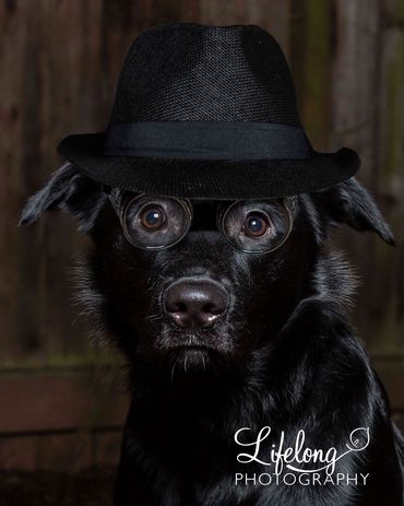 Pet dog with hat and glasses on in photography in snohomish