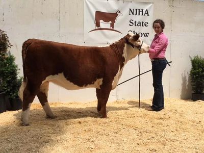 Hereford Heifer
Replacement Heifers
Nolles Cattle Company