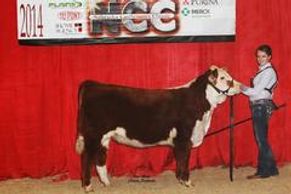 KN Glitzy 3009 selected Grand Champion Horned Hereford Heifer at the Nebraska Cattlemen's Classic Fe