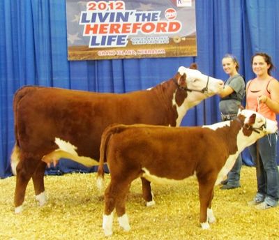 Daisy Line Hereford Cattle Donors
Nolles Cattle Company
