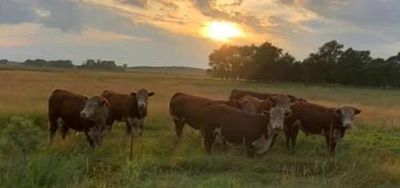 Hereford Bulls For Sale
Nolles Cattle Company
