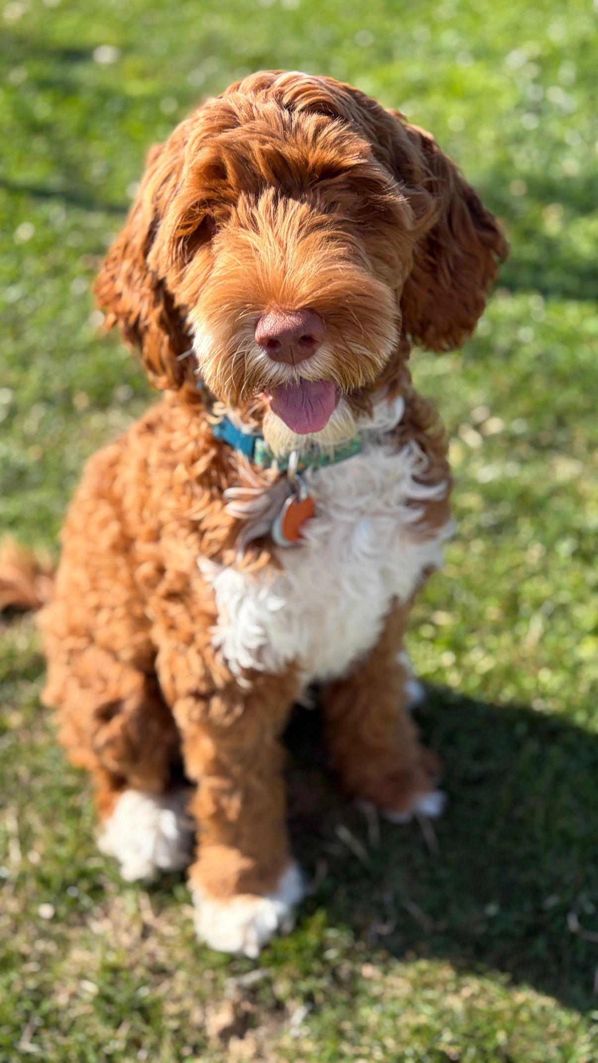 Curly brown and white dog sitting on grass with tongue out.