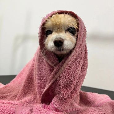 Perrito pomerania envuelto en una toalla después del baño