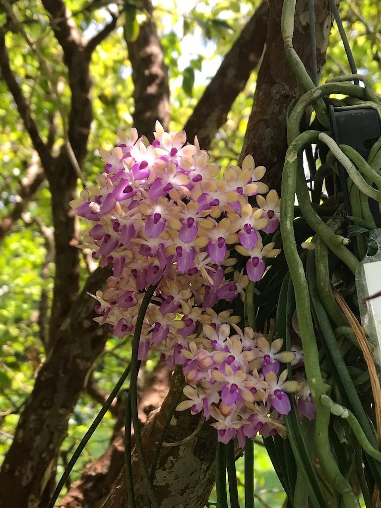 Cluster of purple and white orchids growing on tree branches in natural light.