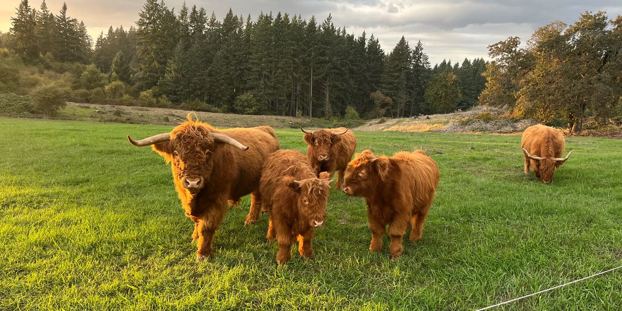 Group of Highland cattle on green grass.